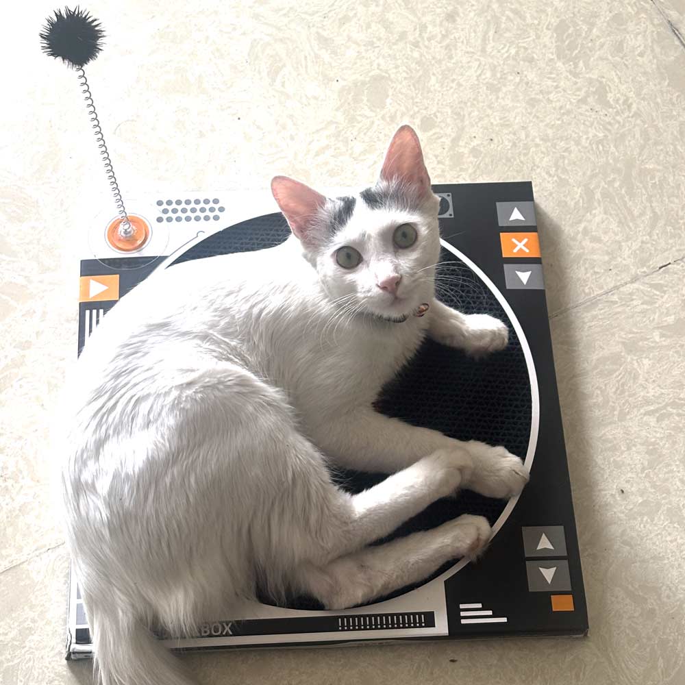 Vinyl Record Cat Scratching Board – Jukebox Style Round Cat Toy