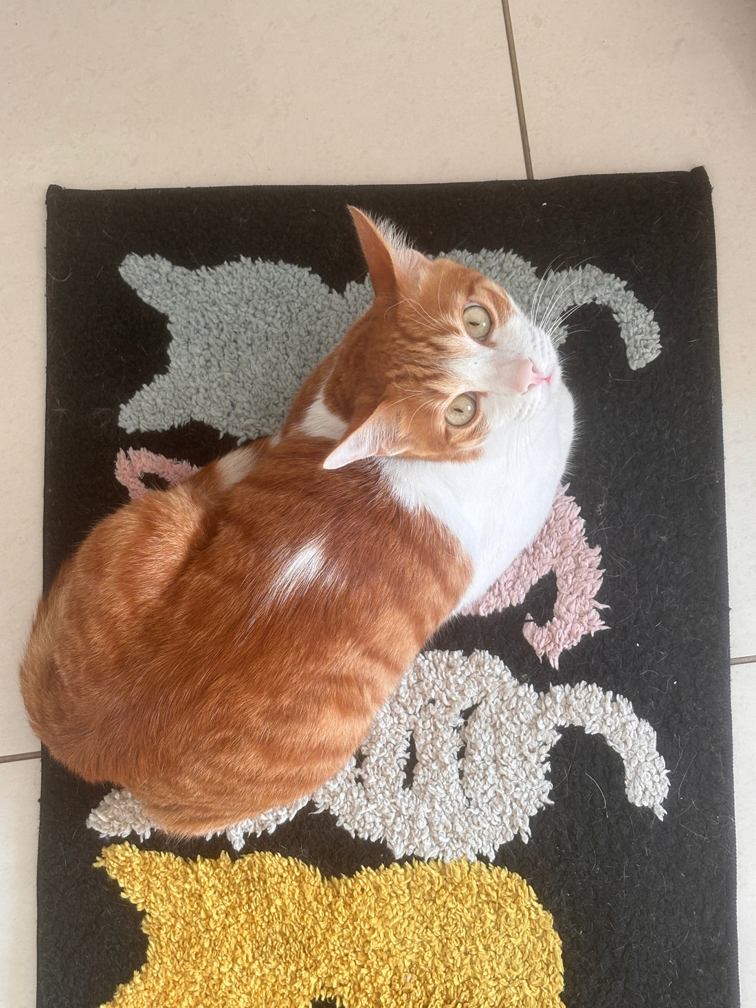 Soulpurrpose—Finding Meaning in Every Purr