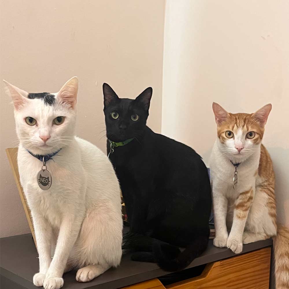 Neo, Bob, and Mia – the real cats behind our cat lover brand