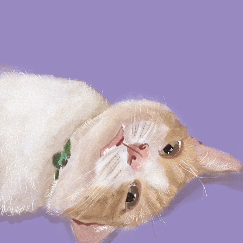 Custom Cat Portrait – Personalised Pet Portrait - Soulpurrpose