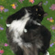 Custom Pet Portrait — Digital & A3 Canvas Print | Soulpurrpose