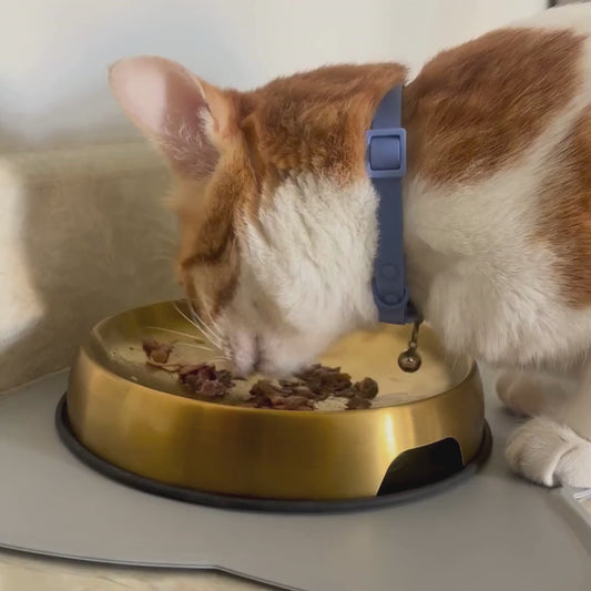 Bob, our cat using mat